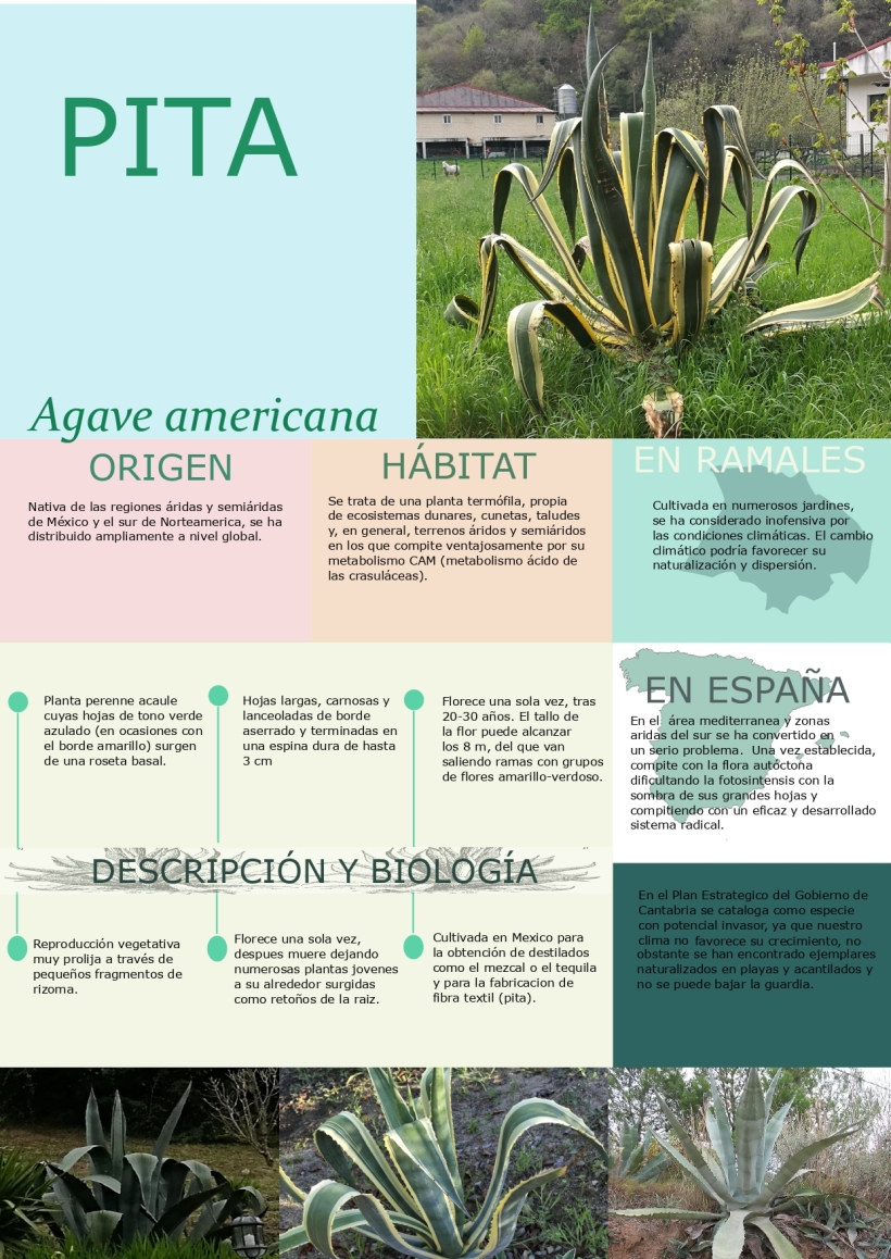 AGAVE ANV_page-0001